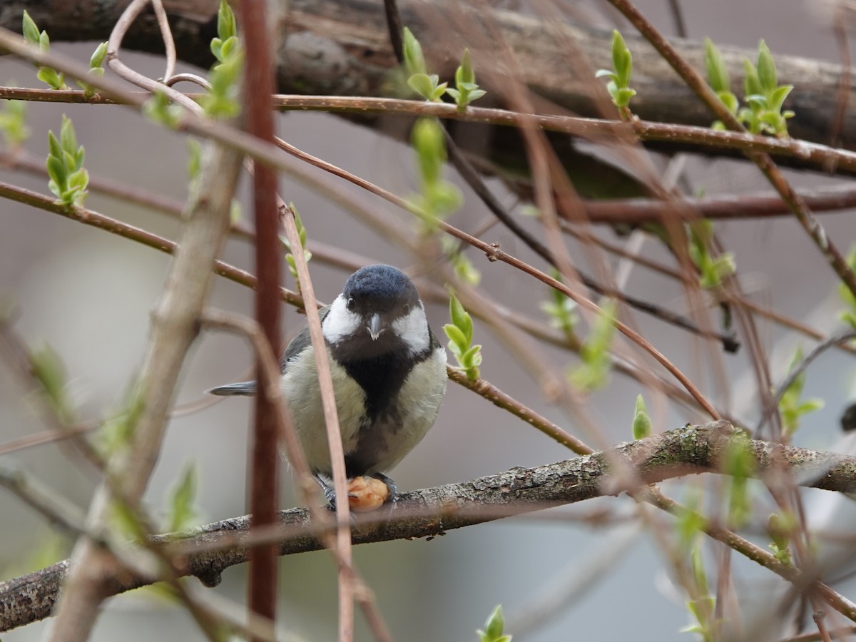 Great Tit (Great) - ML646689875