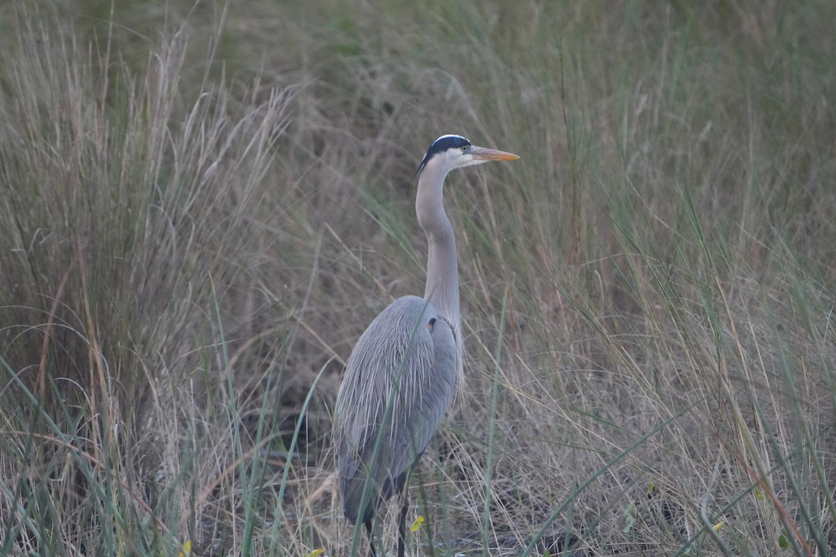 Great Blue Heron - ML646689882