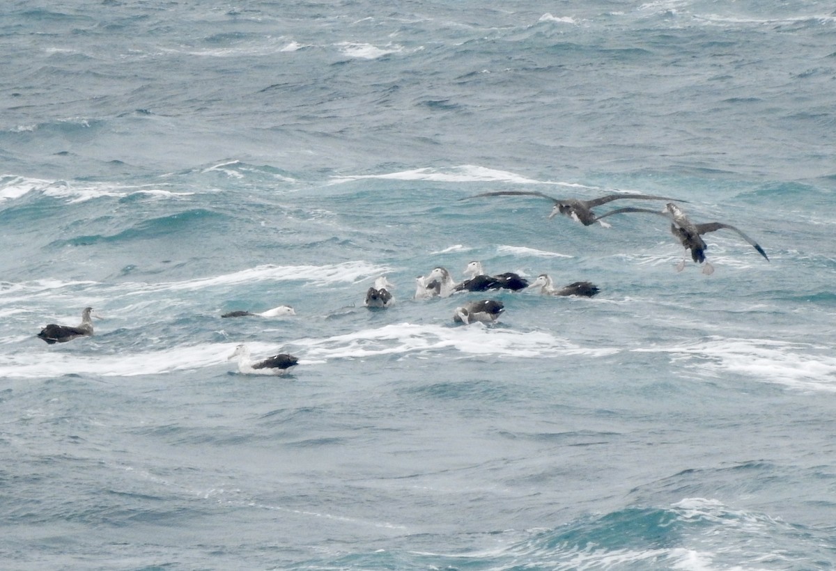 large albatross sp. - ML646689883
