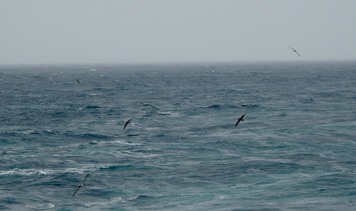 large albatross sp. - ML646689885