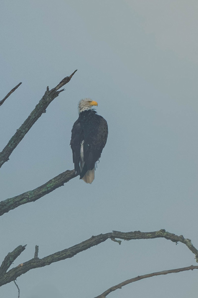 Bald Eagle - ML646689893