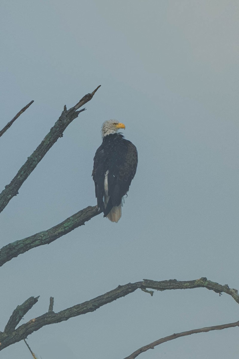 Bald Eagle - ML646689894
