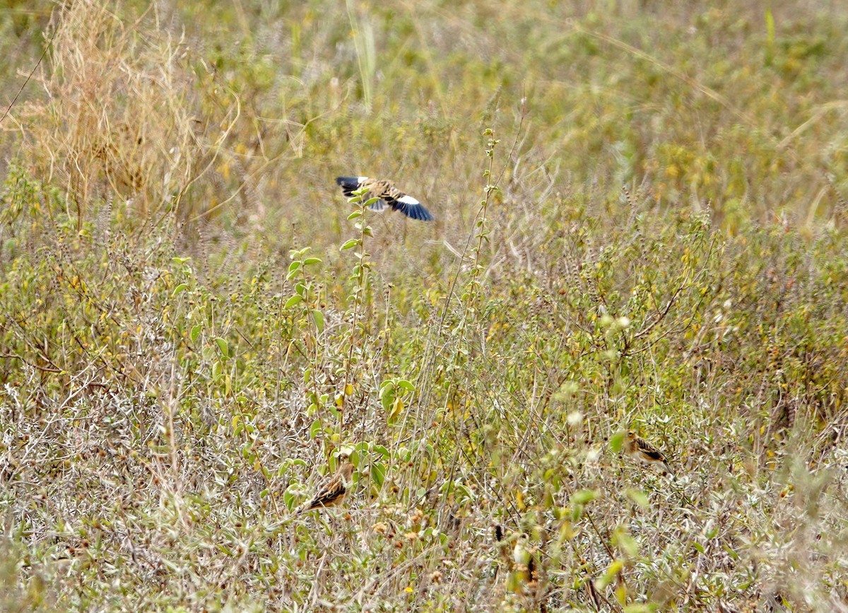 White-winged Widowbird - ML646689896