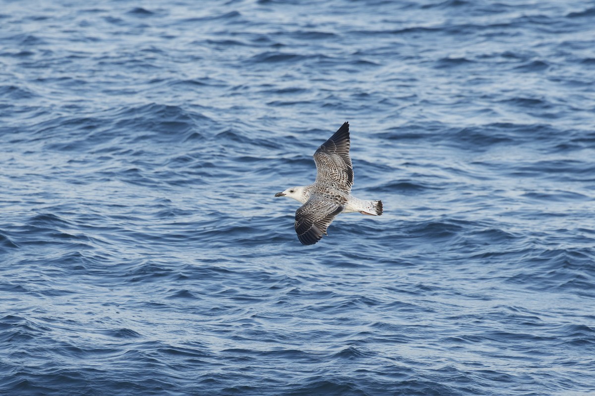 Goéland marin - ML646689901