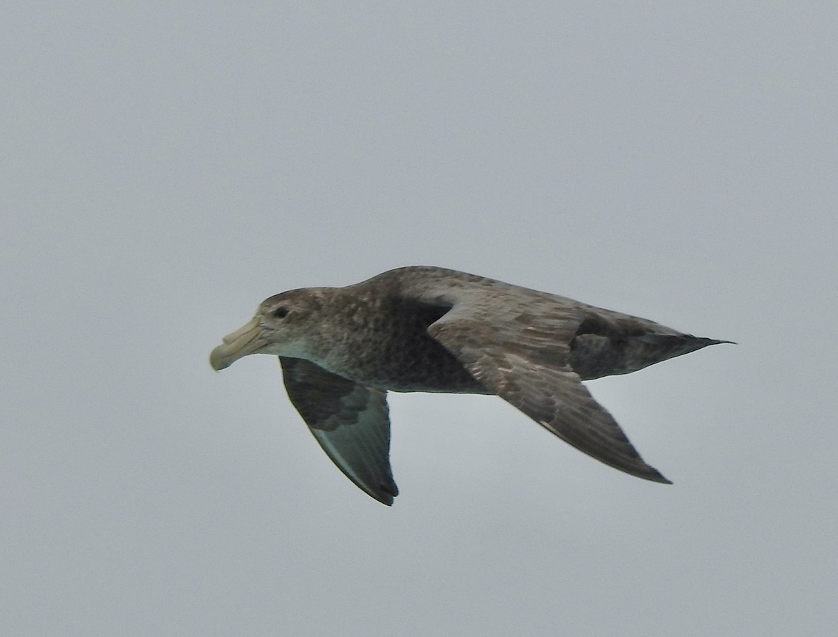 Southern Giant-Petrel - ML646689903