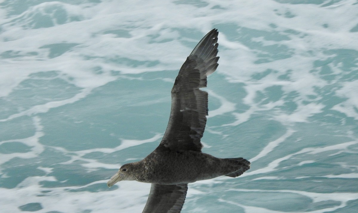 Southern Giant-Petrel - ML646689904