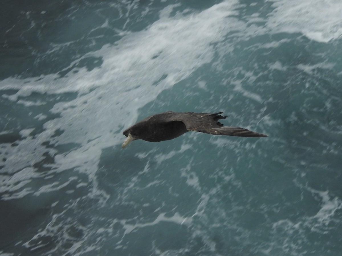 Northern Giant-Petrel - ML646689905