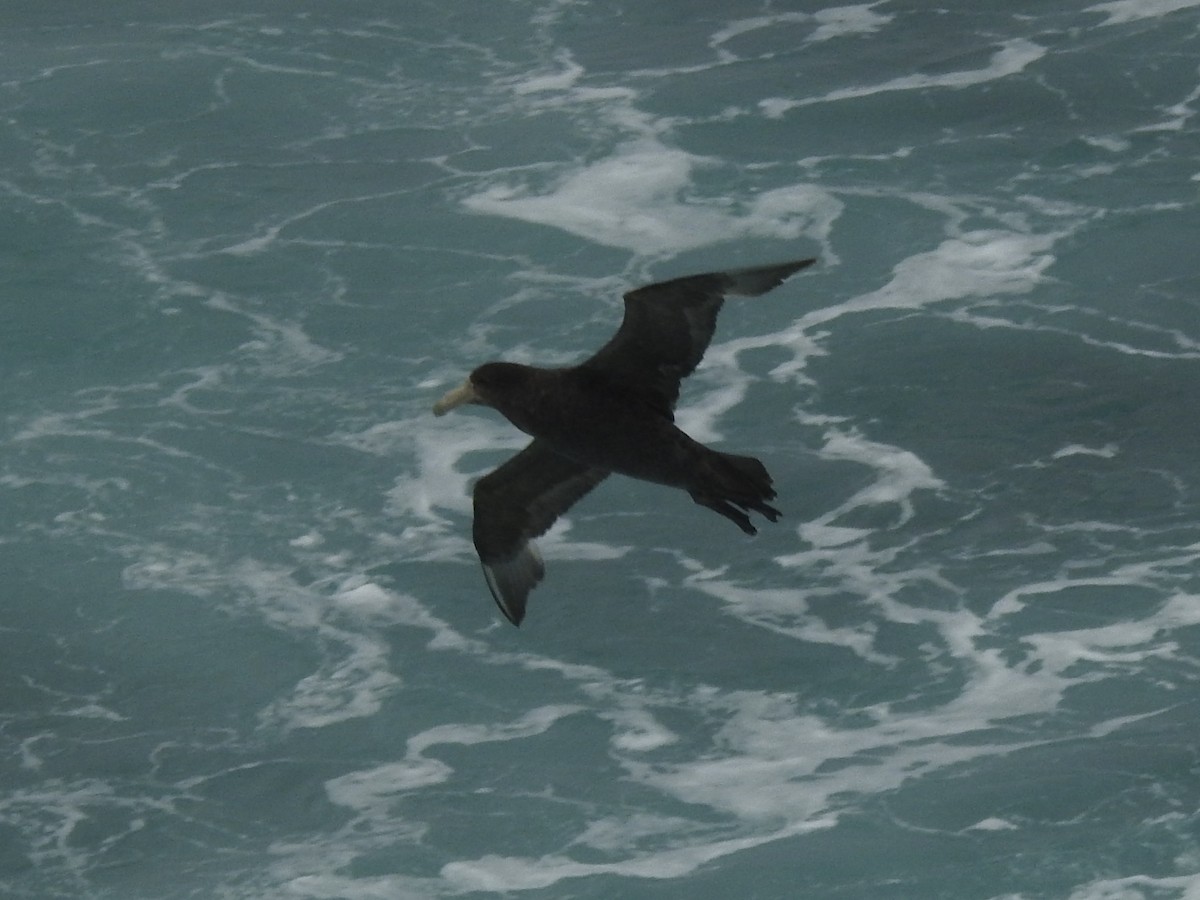 Northern Giant-Petrel - ML646689906
