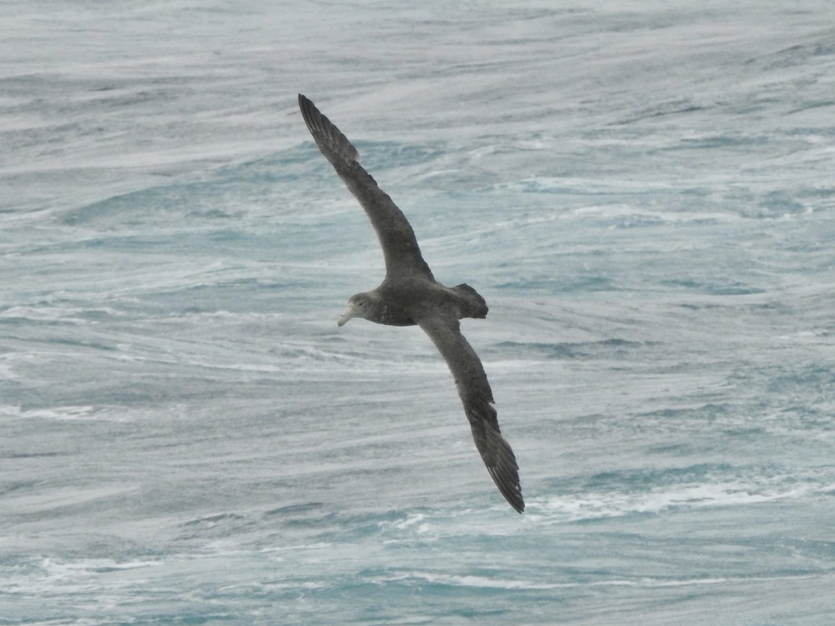 Northern Giant-Petrel - ML646689907