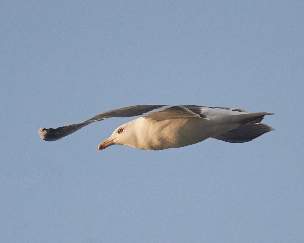 Great Black-backed Gull - ML646689913