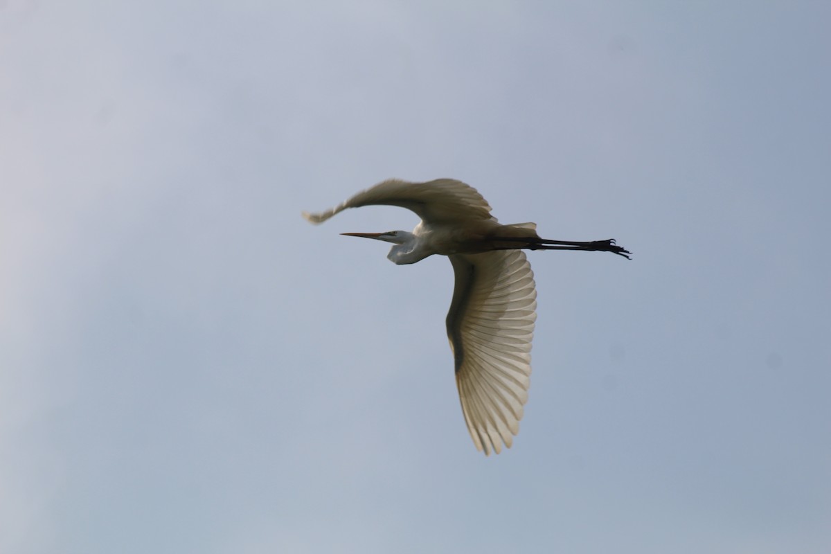 Koartza zuria - ML646689914