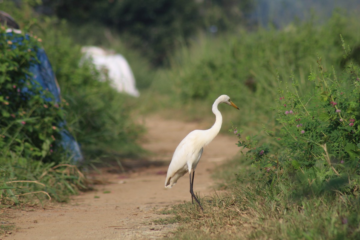 Koartza zuria - ML646689916