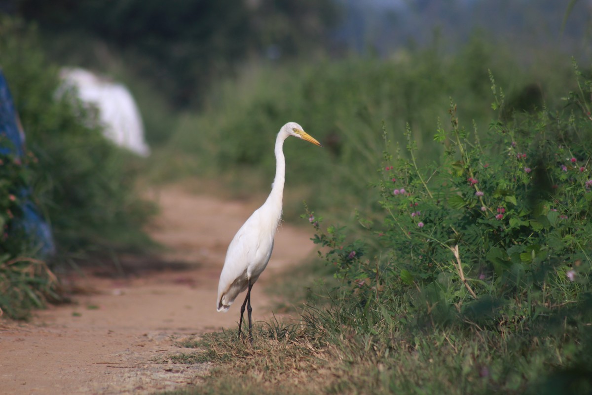 Koartza zuria - ML646689918