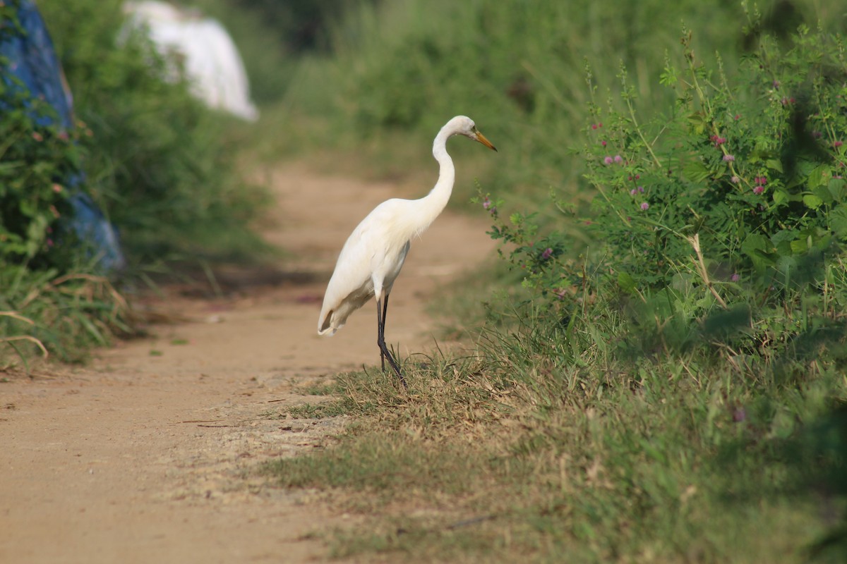 Koartza zuria - ML646689920