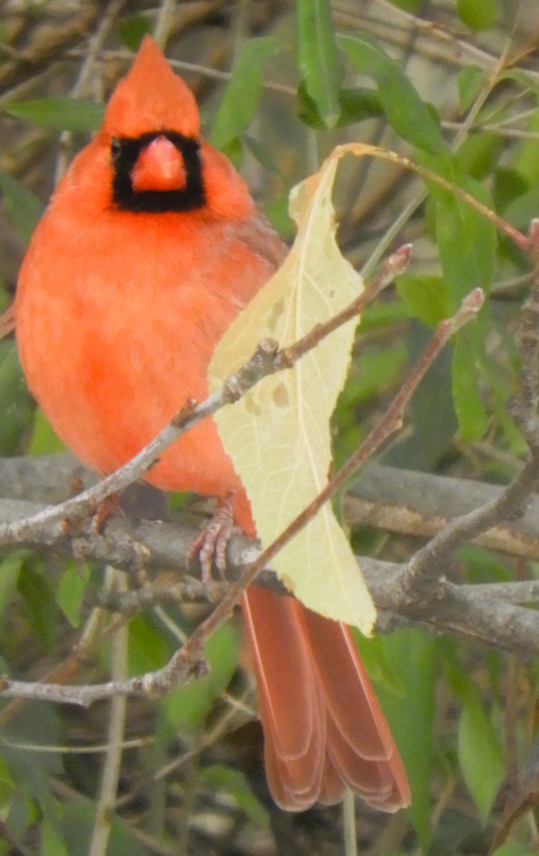 Northern Cardinal - ML646689921