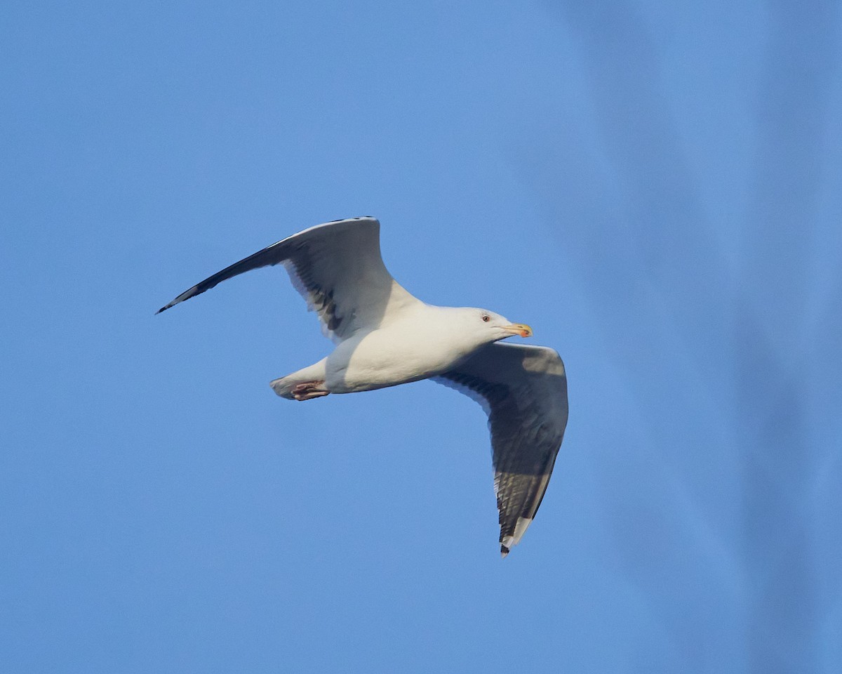 Great Black-backed Gull - ML646689922