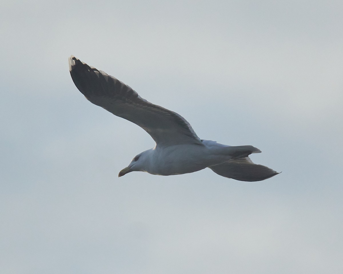 Great Black-backed Gull - ML646689923