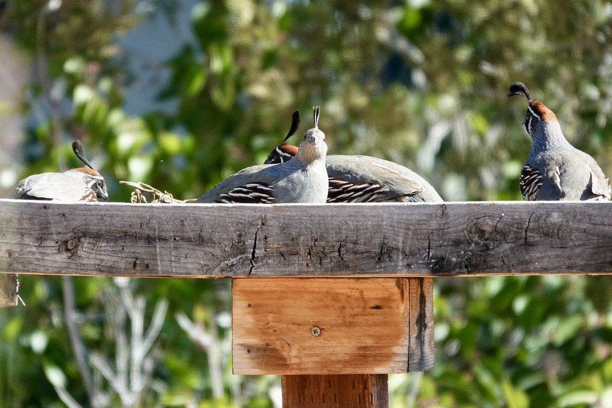 Gambel's Quail - ML646689924
