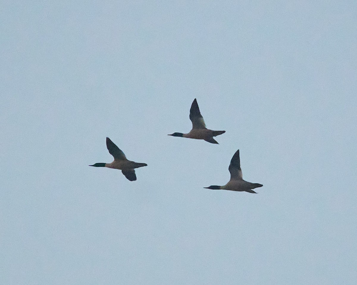 Common Merganser - ML646689926