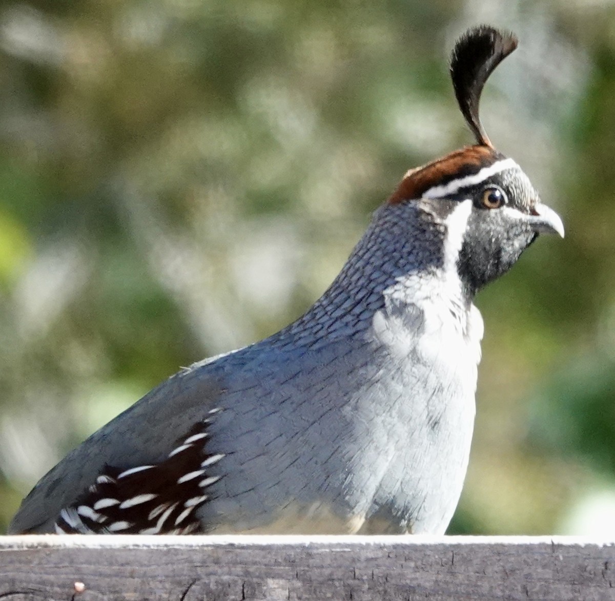 Gambel's Quail - ML646689927
