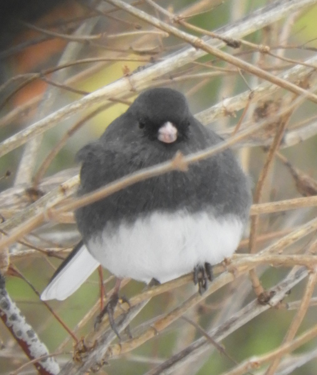 Dark-eyed Junco - ML646689928