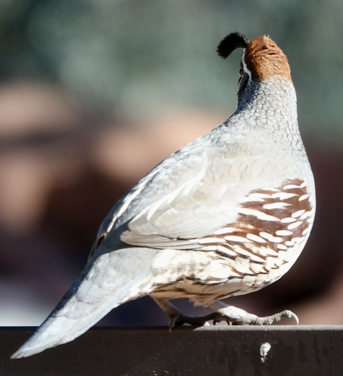Gambel's Quail - ML646689929