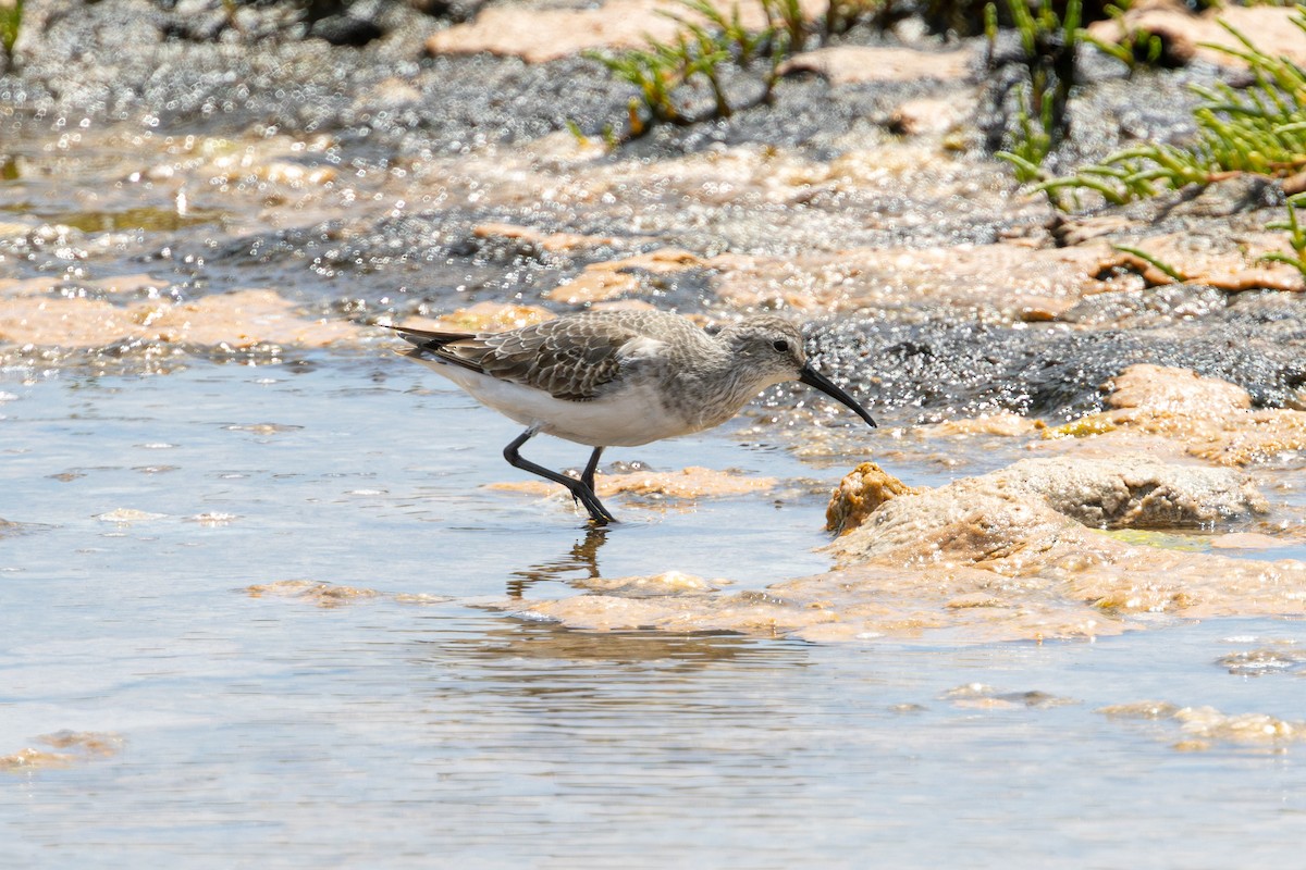 חופית מגלית - ML646689931