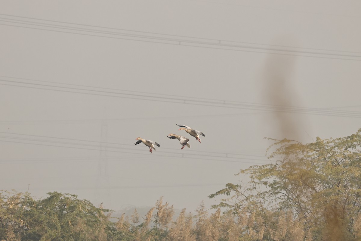 ハイイロガン - ML646689932