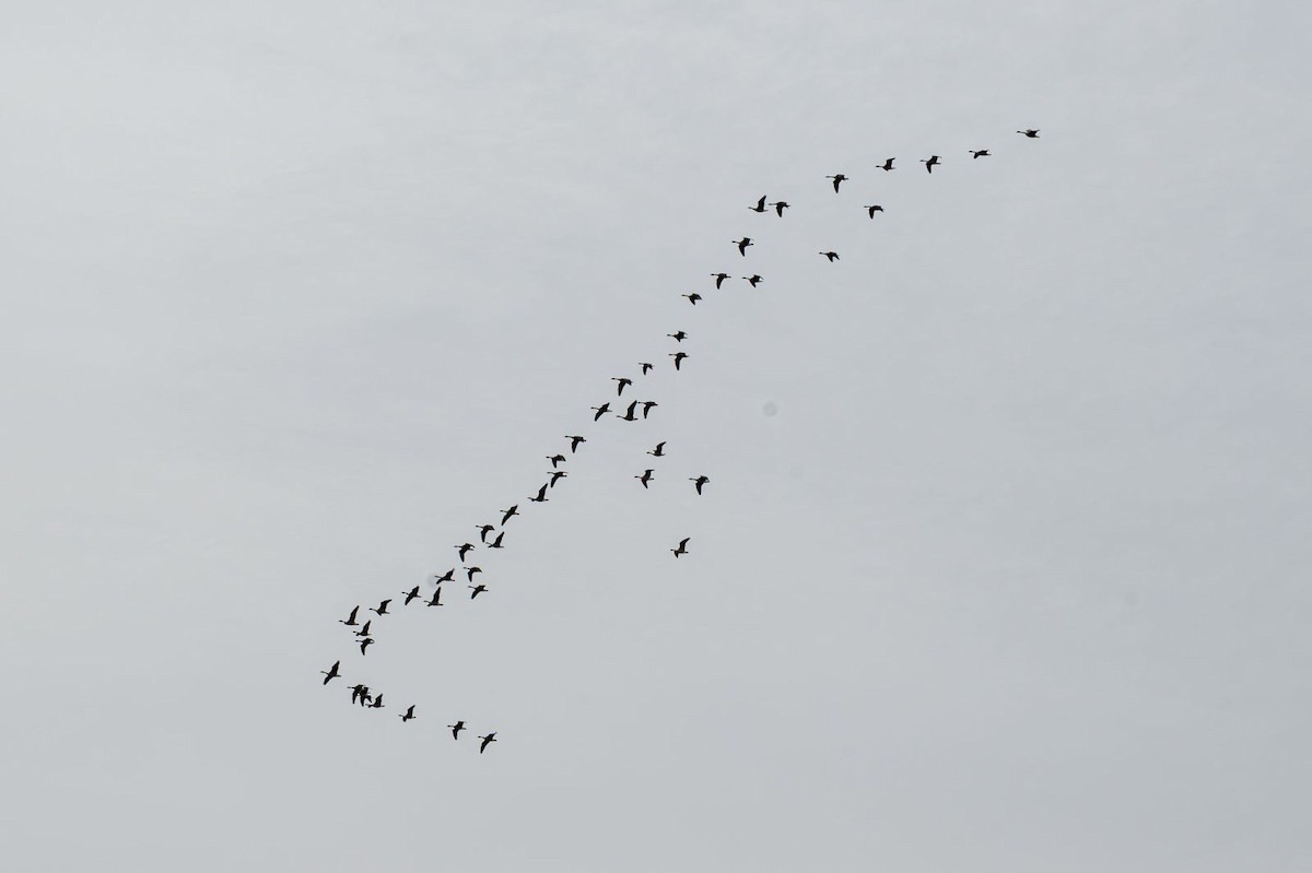 Canada Goose - ML646689933