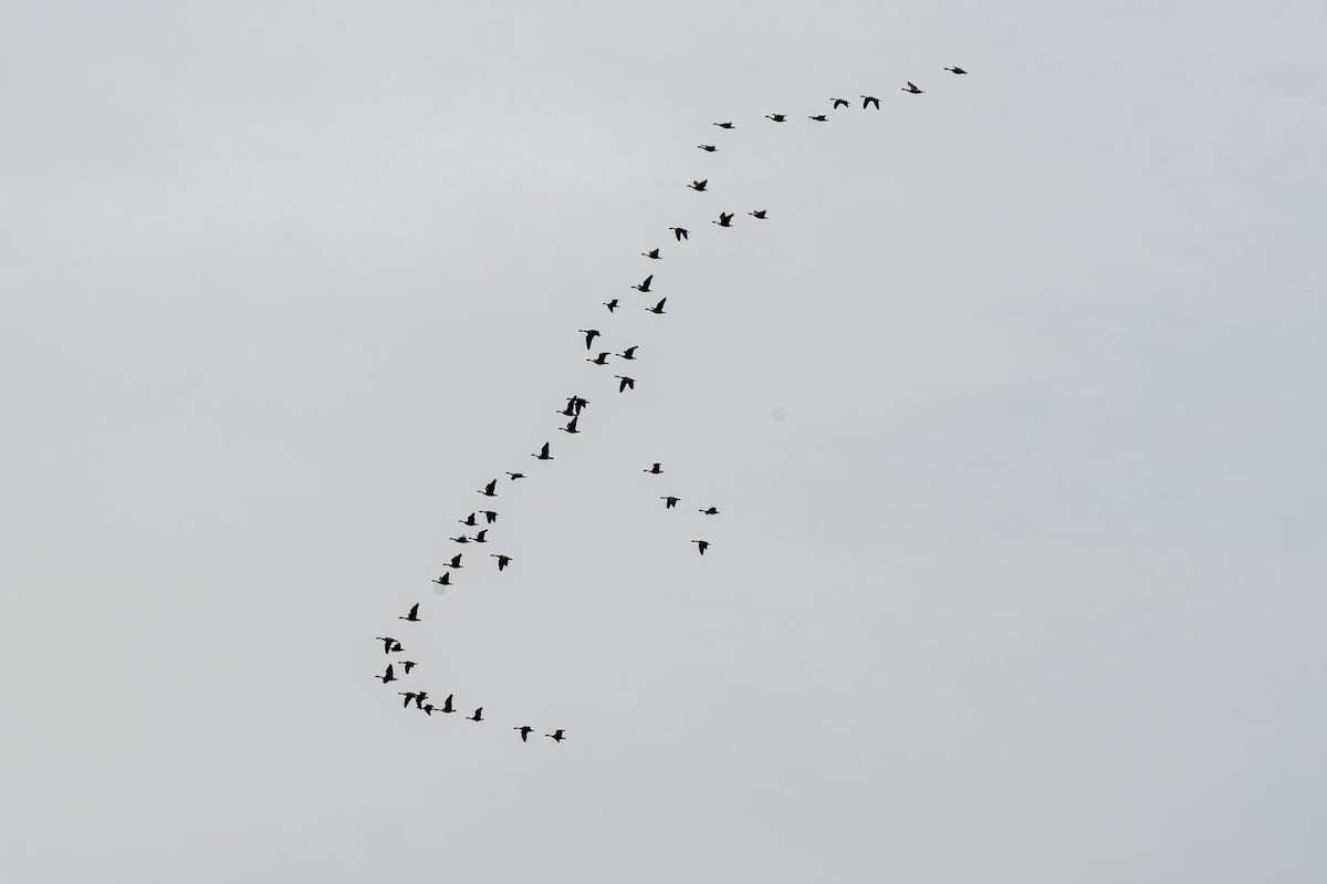 Canada Goose - ML646689934