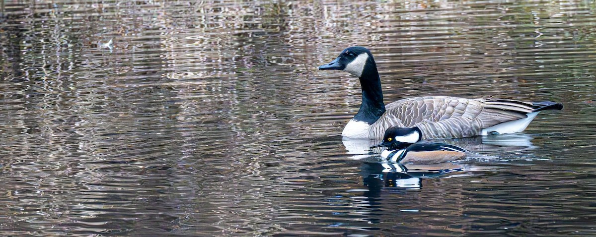 Canada Goose - ML646689935