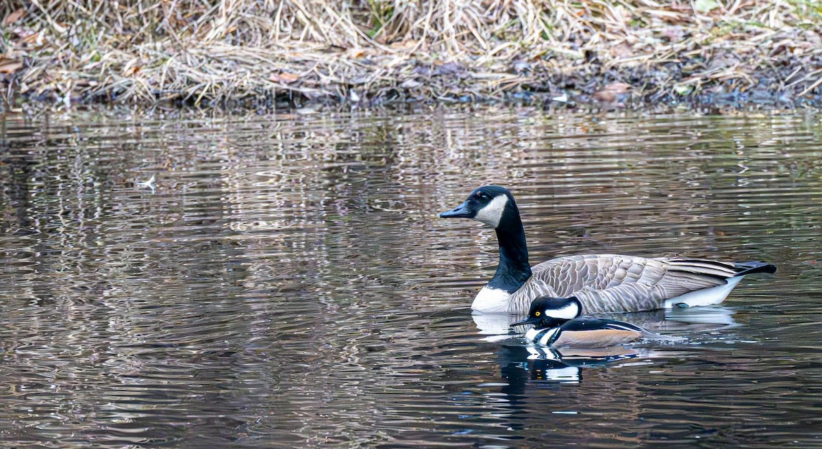Canada Goose - ML646689936