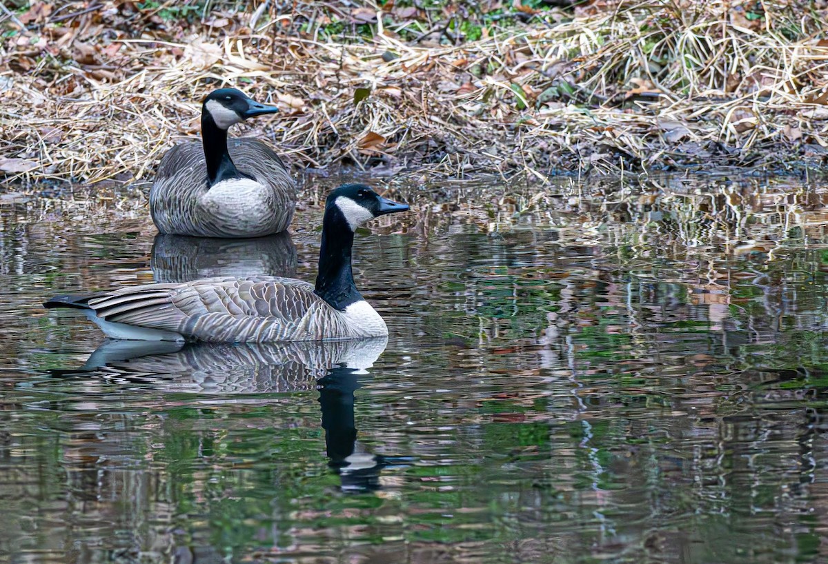 Canada Goose - ML646689937