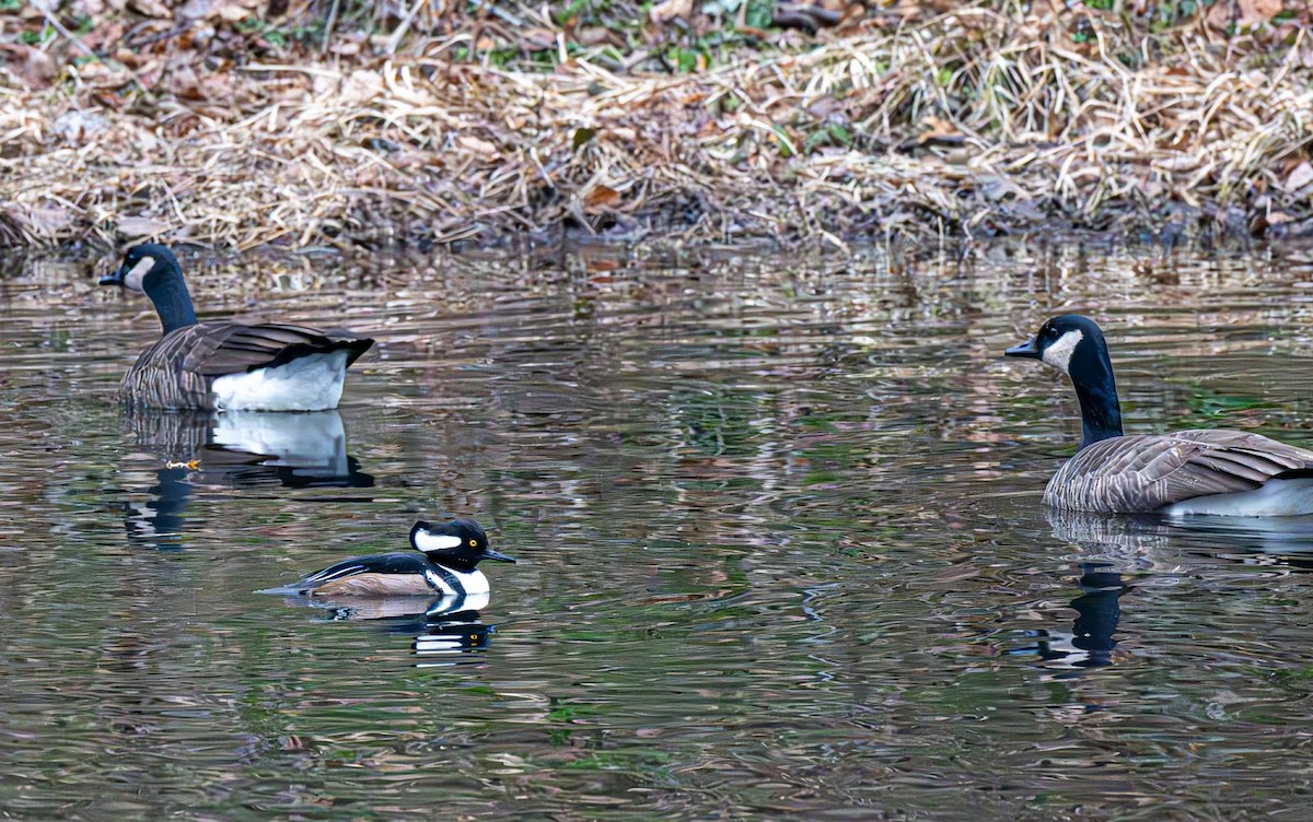 Canada Goose - ML646689938