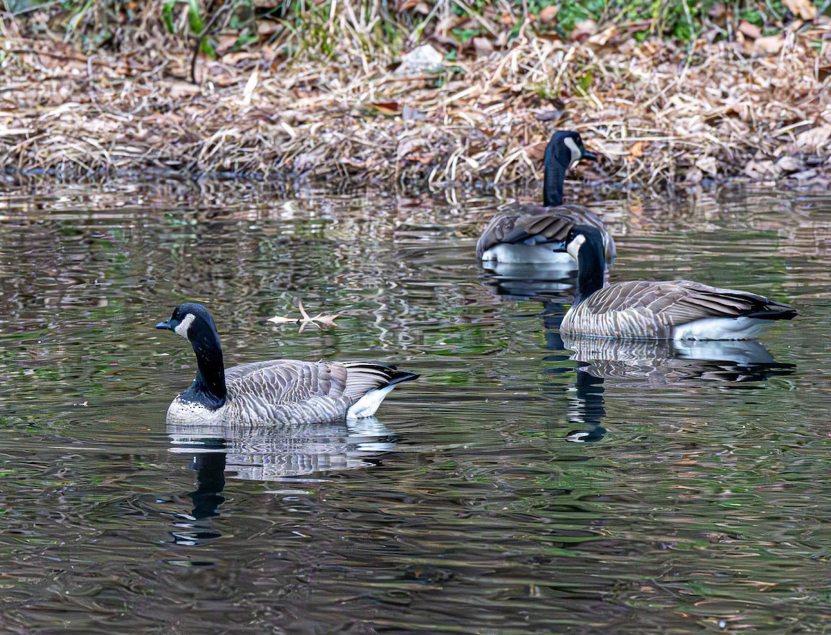 Canada Goose - ML646689939