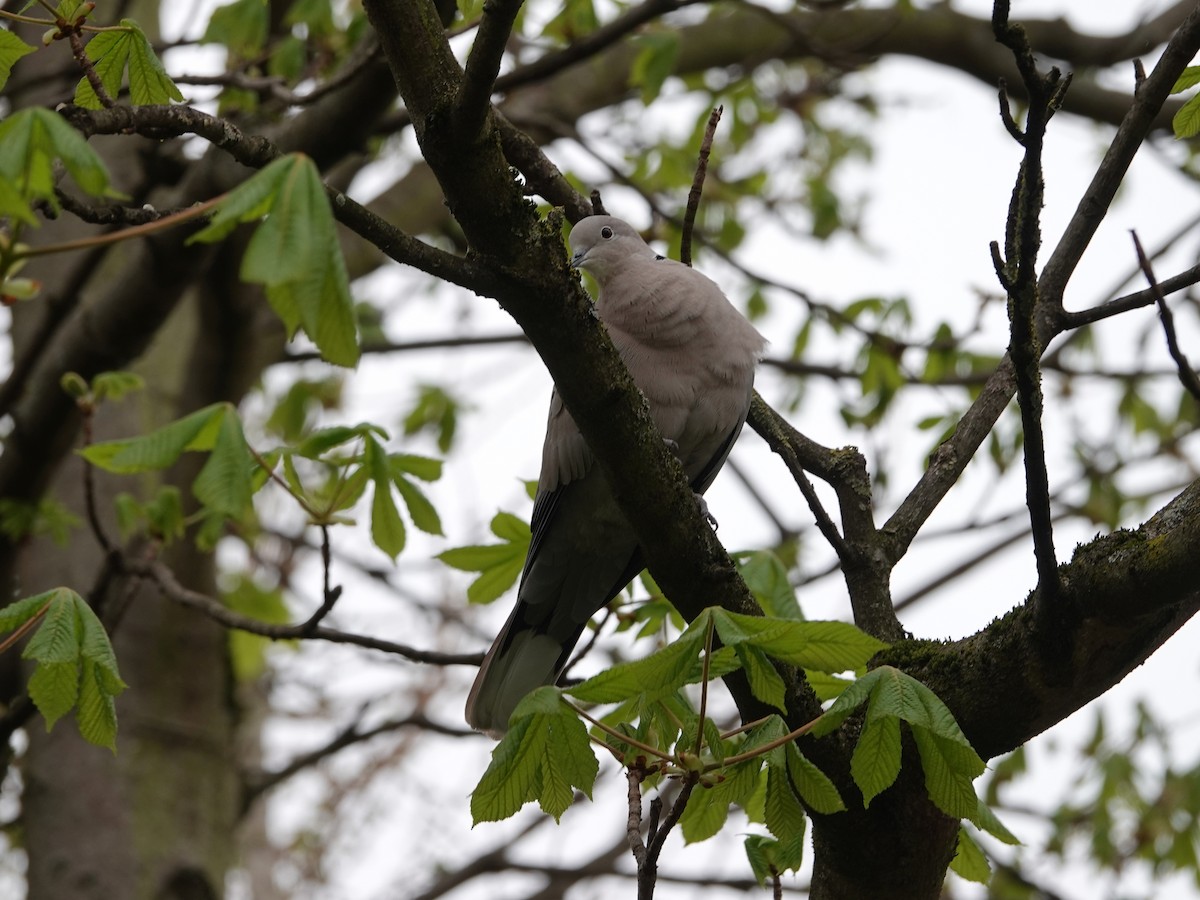 Eurasian Collared-Dove - ML646689946