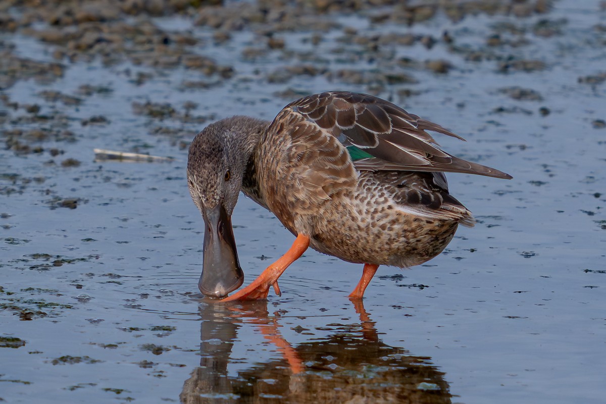 lžičák pestrý - ML646689949