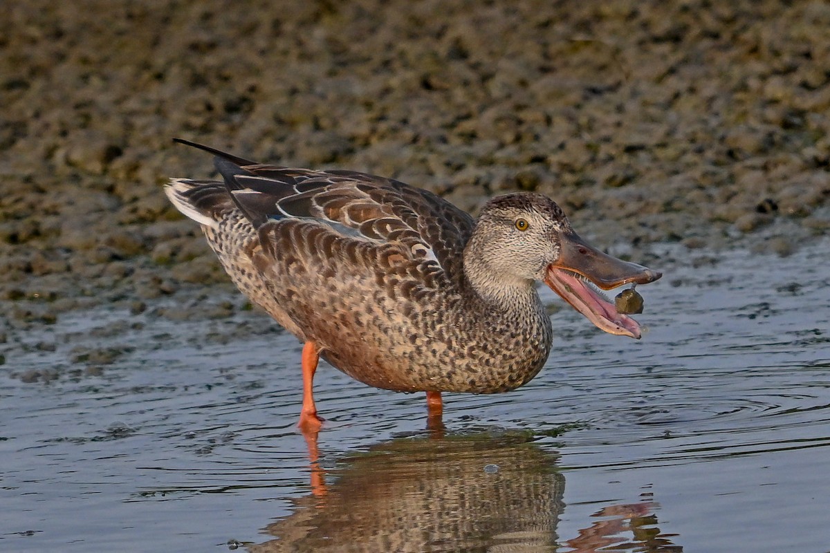 lžičák pestrý - ML646689950