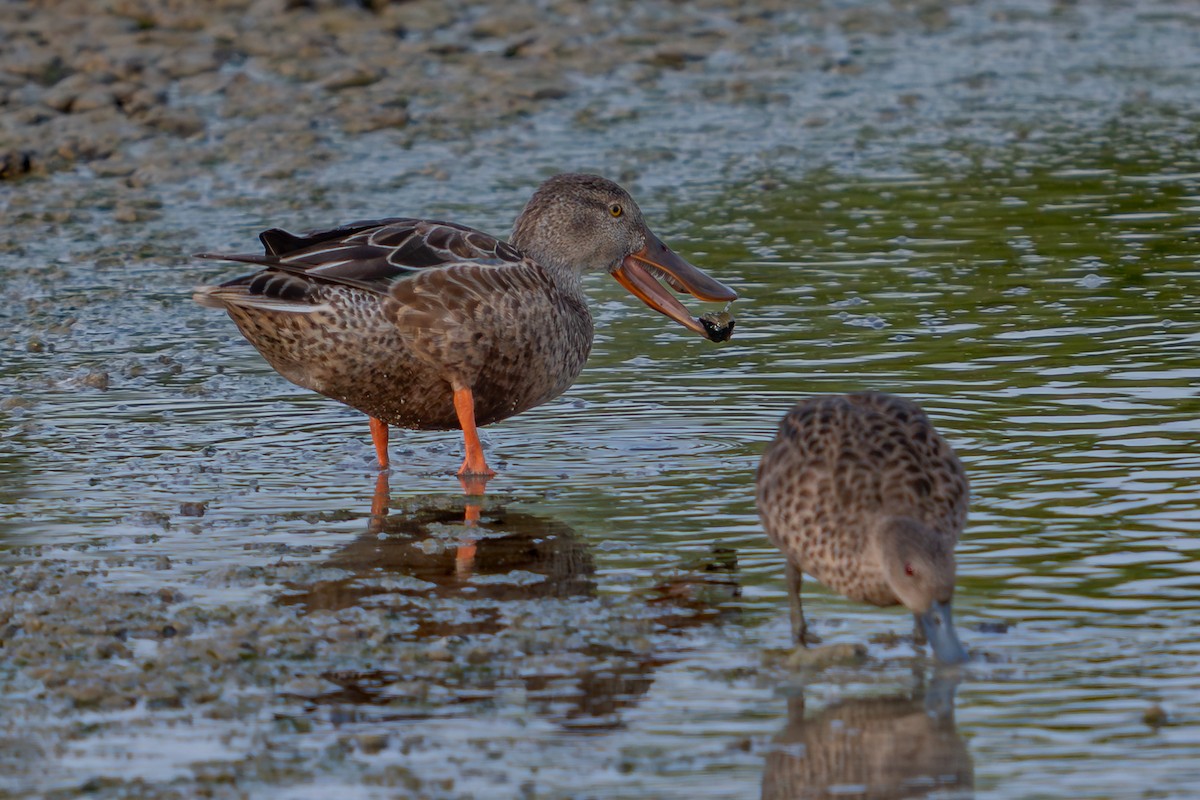 lžičák pestrý - ML646689951