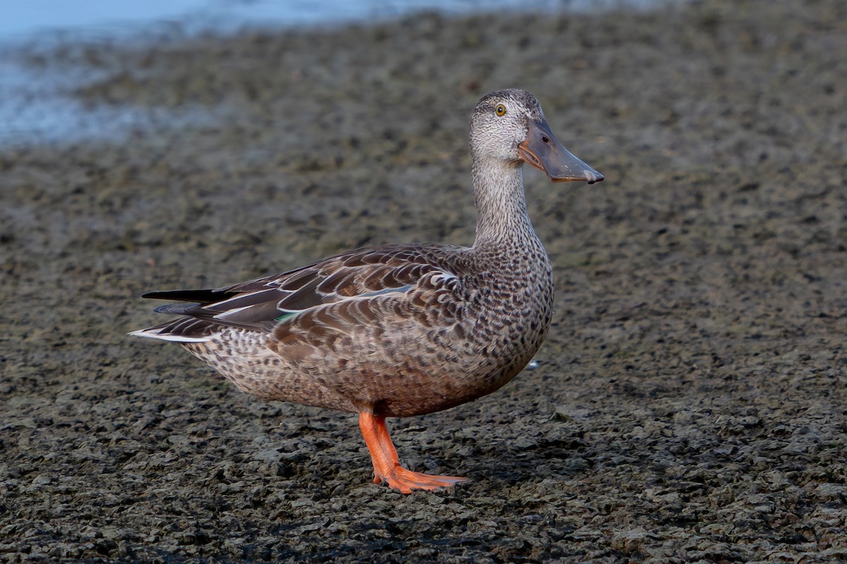 lžičák pestrý - ML646689952