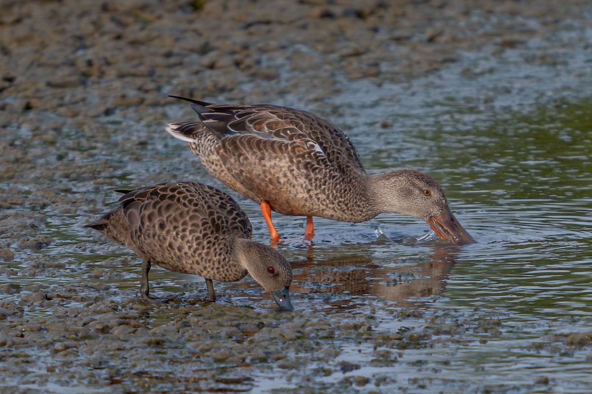 lžičák pestrý - ML646689953