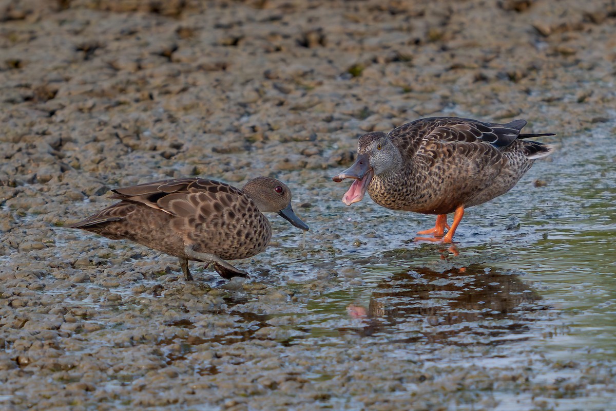 lžičák pestrý - ML646689954