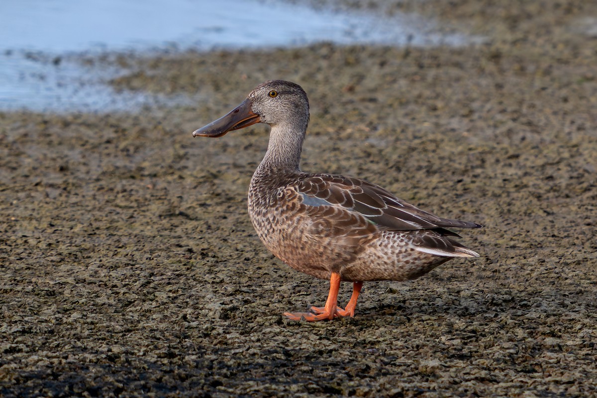 lžičák pestrý - ML646689955