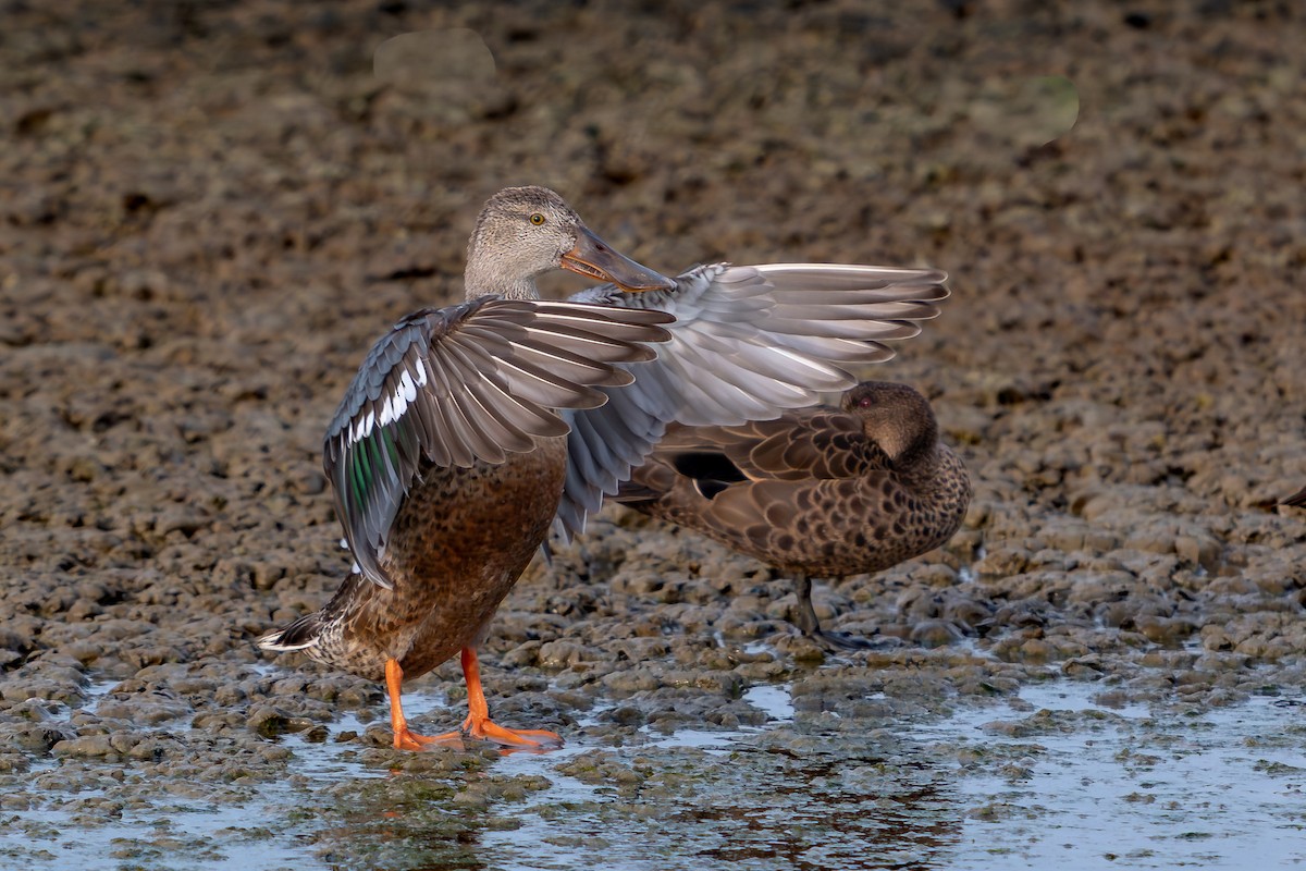 lžičák pestrý - ML646689956