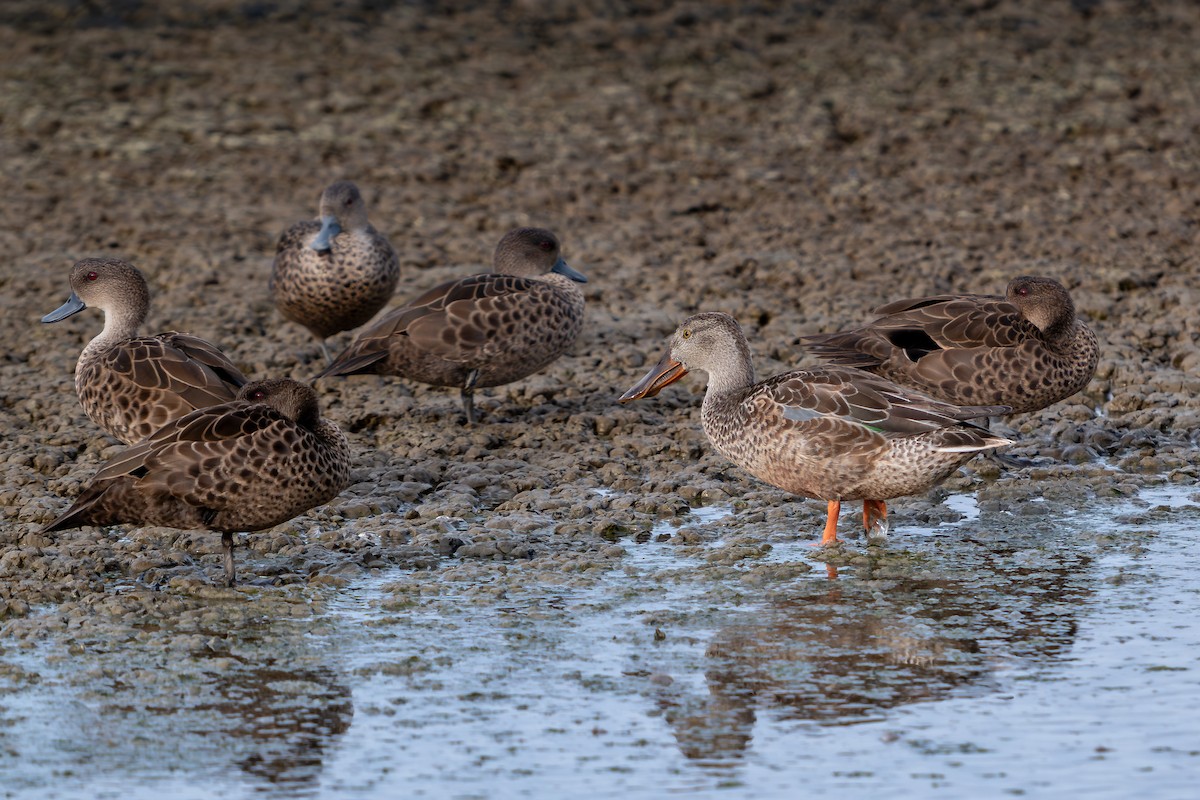lžičák pestrý - ML646689957