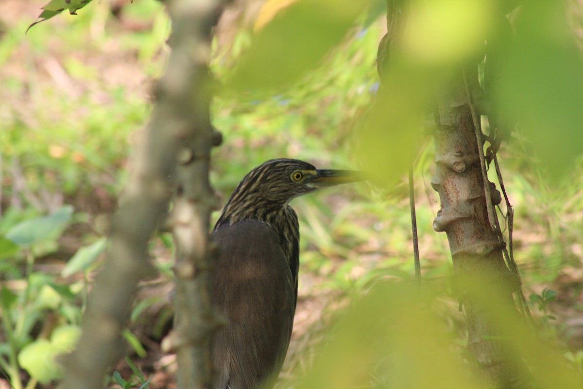 Indian Pond-Heron - ML646689958
