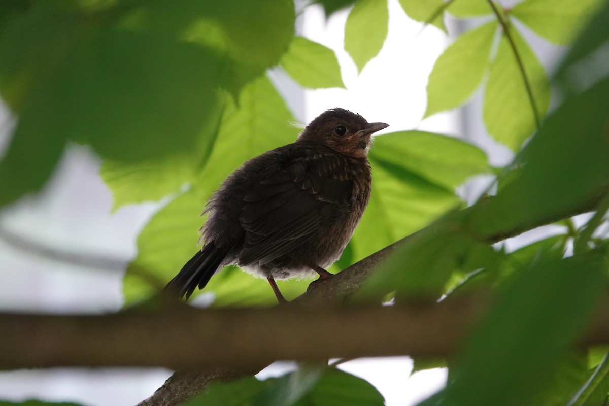 Хар хөөндэй - ML646689959