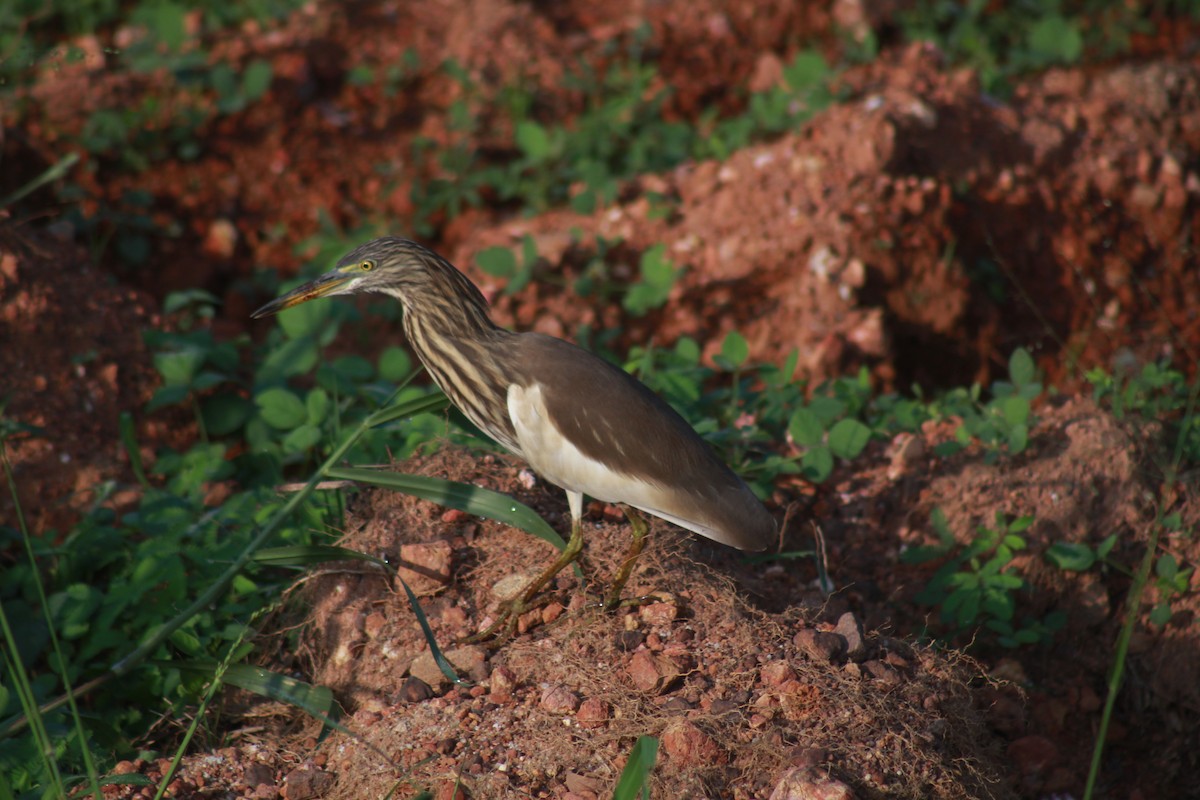 Indian Pond-Heron - ML646689960