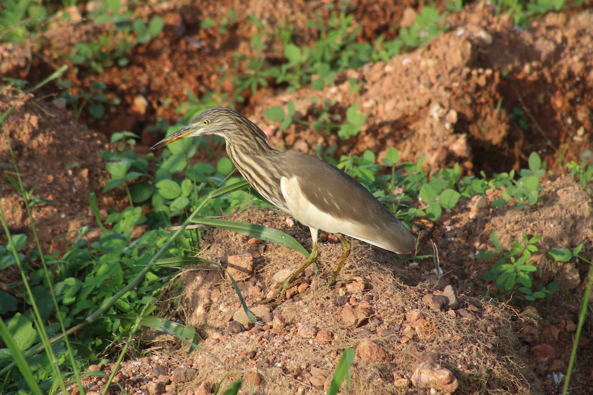 Indian Pond-Heron - ML646689961