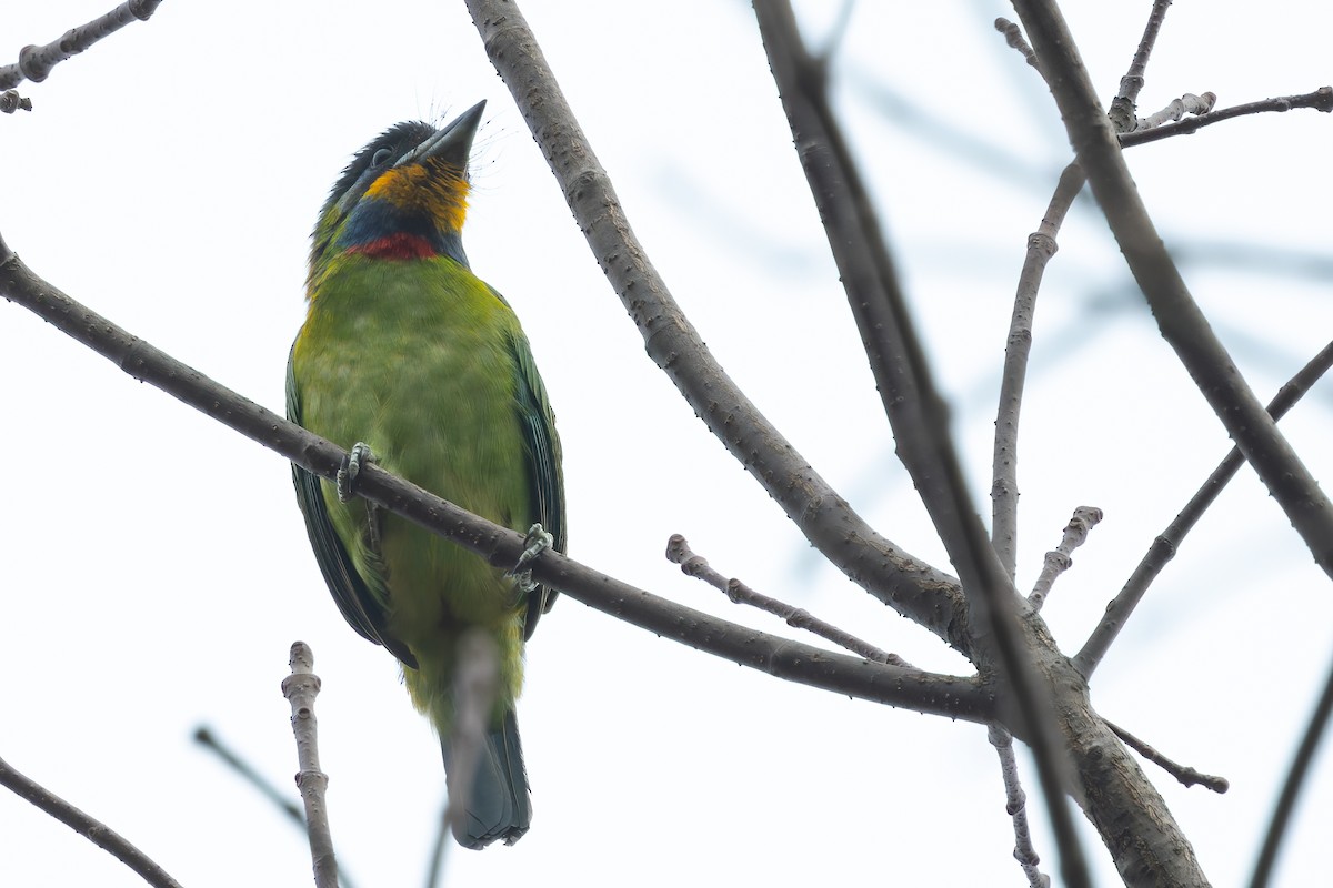 barbet chajnanský - ML646689964